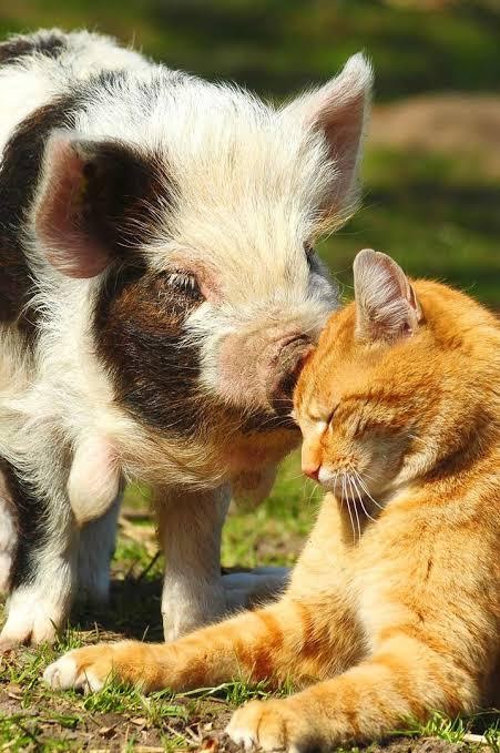 Adorable Photos Of Rescued Piglet And Kitten Best Buds Show How Pure ...