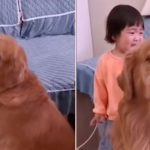 Loyal Golden Retriever 'Protects' Crying Girl As She's Told Off By Her Mother