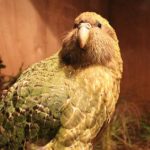 Endangered parrot so fat it can't fly has been named Bird of the Year