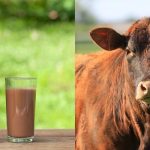 Millions of Americans Think Chocolate Milk Comes From Brown Cows