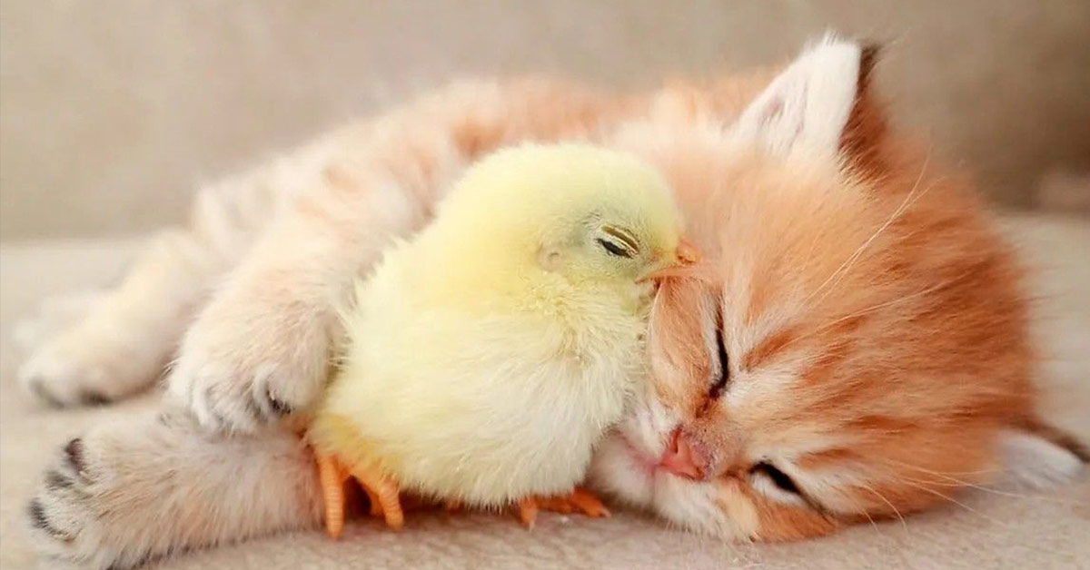 kitten and chick napping
